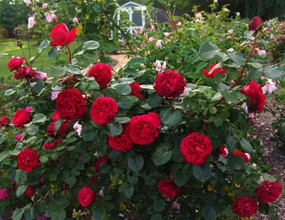 Изображение розы Травиата для скачивания в png