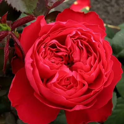 Фотка розы Травиата для скачивания