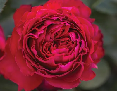 Фото розы Травиата в разных размерах