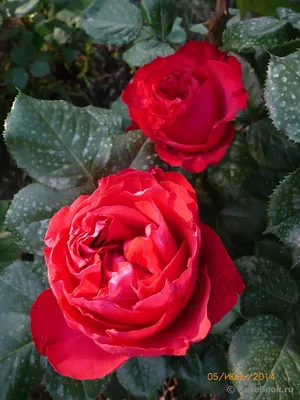 Роза Травиата на красочной фотографии