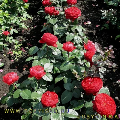 Красивая картинка розы Травиата