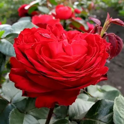 Фотография розы Травиата для любителей цветов