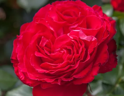Картинка розы Травиата во всей красе