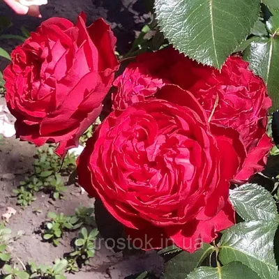 Фото розы Травиата в различных размерах