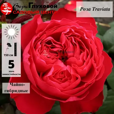 Изображение розы Травиата в высоком качестве