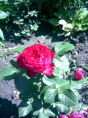 Красивая картинка розы Травиата