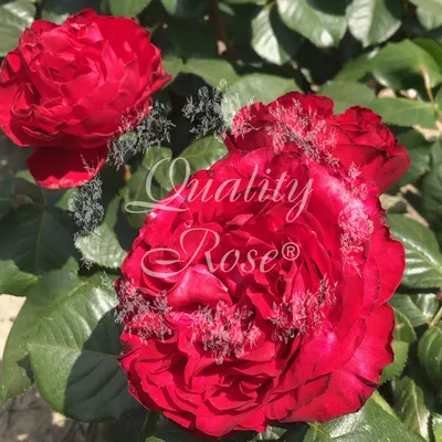 Фотка Розы Травиата в формате webp