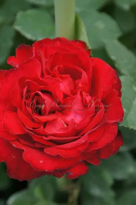 Красивая фотография розы Травиата