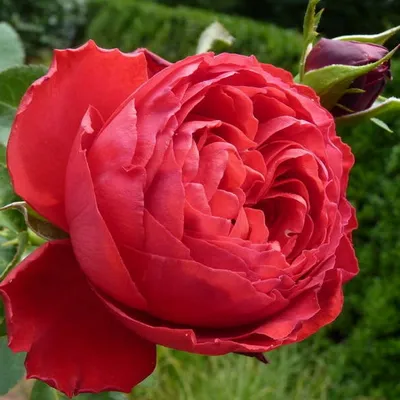 Роза Травиата во всей своей красе