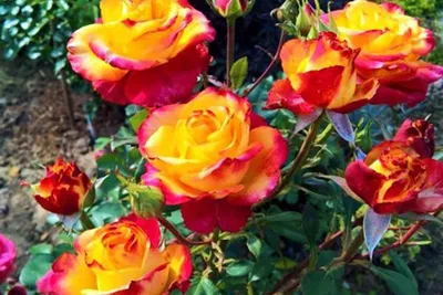 Роза циркус - самая яркая роза в вашем саду