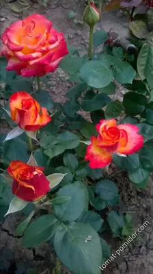 Красочные фотографии розы циркус