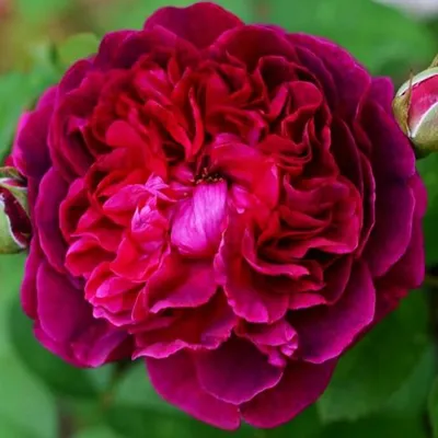 Изображение розы Уильям Шекспир в формате jpg