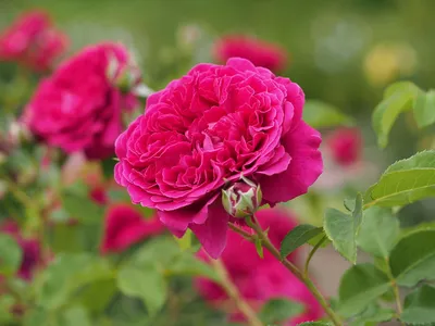 Картинка розы Уильям Шекспир в классическом стиле