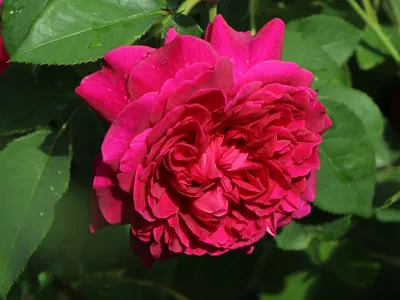 Картинка розы Уильям Шекспир, которую можно напечатать на холсте