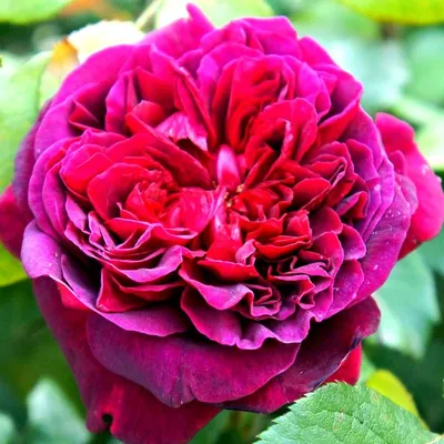 Уникальная фотография розы Уильям Шекспир в сепии