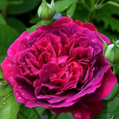 Скачать фото розы Уильям Шекспир в формате webp