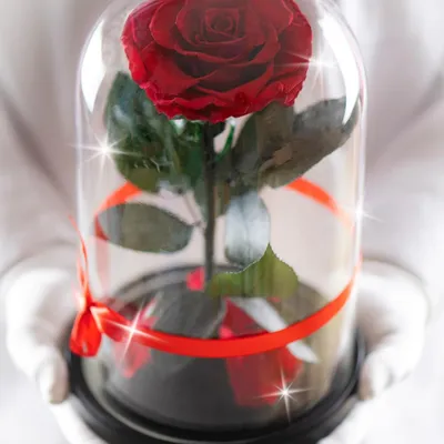 Замечательная роза в красивой упаковке: скачивание в формате jpg