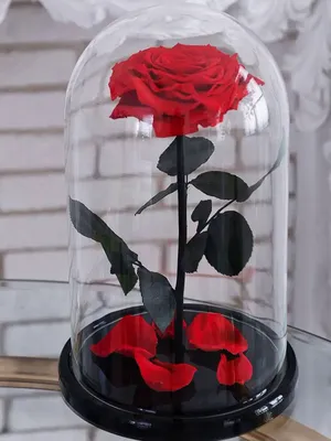 Фотография розы в баночке: доступная для загрузки