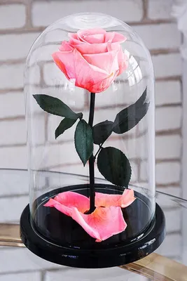 Уникальное изображение розы в банке: выберите свой размер