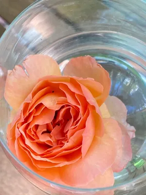 Уникальная роза в бокале: совершенство формы