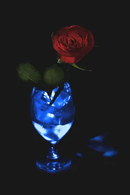 Фотография розы в бокале: цветовое воплощение идеального шедевра