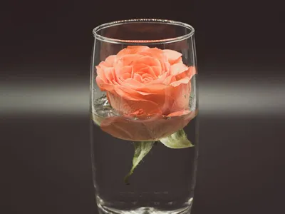 Фото розы в бокале: идеальная композиция