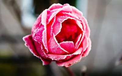 Фотка розы в инее: выберите формат для загрузки