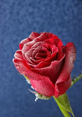 Картинка розы в инее для вашего проекта