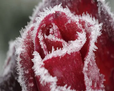 Инее на розе: красивая фотография