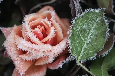 Изображение розы с кристаллами инея на фоне