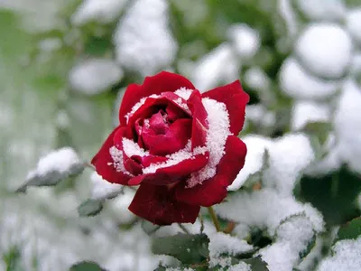Фотография розы с красивым инеем