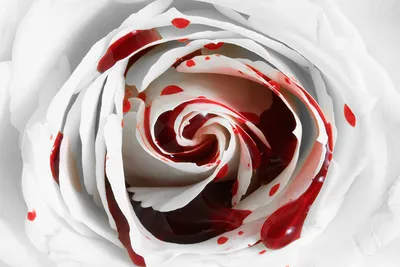 Фото розы в крови