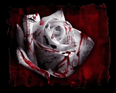 Изображение кровавой розы
