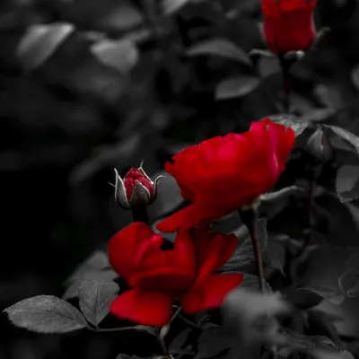 Изображение крови и розы