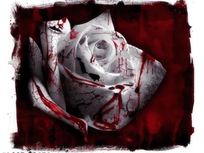 Фотография розы с эффектом крови