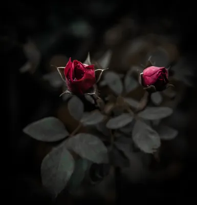 Кровавая роза на черном фоне