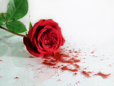Кровавая роза на фото