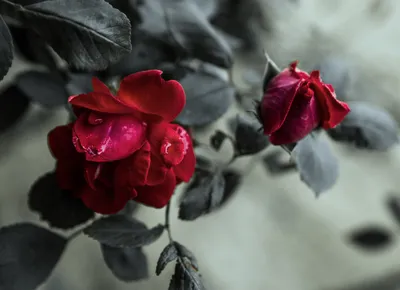 Роза в крови фотографии