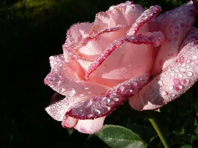 Роза в росе - Фотография высокого разрешения