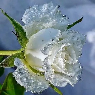 Изображение розы в росе - формат jpg