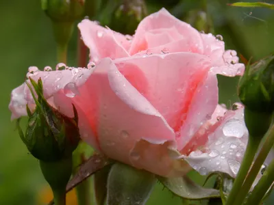 Фотография розы в росе - качество выше всех ожиданий