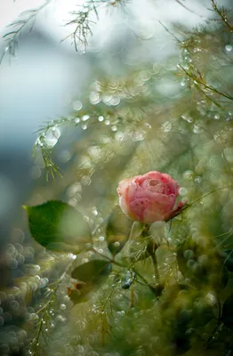 Изумительная фотография розы в росе - доступен png