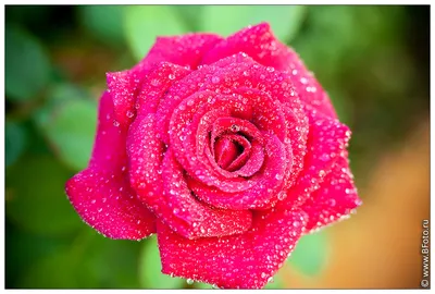 Красивое изображение розы в росе - выберите размер