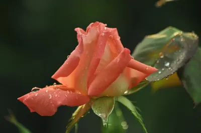 Фото розы в росе - скачать в высоком разрешении