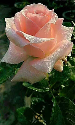 Красивая фотография розы в росе - выберите подходящий размер