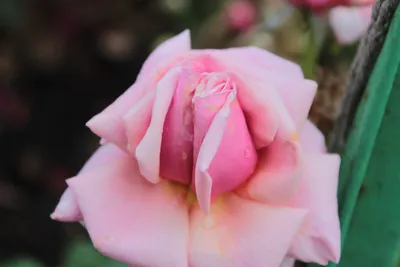 Фото розы в росе - превосходное качество