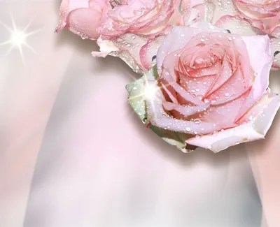 Изображение розы в росе - скачать в jpg формате