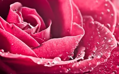 Уникальная картинка Розы в росе - доступен png формат