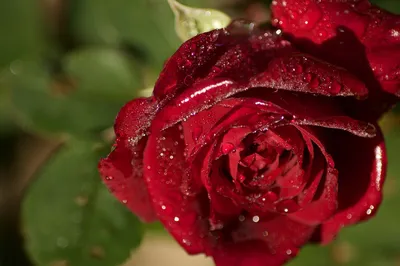 Фотка розы в росе - выберите размер изображения