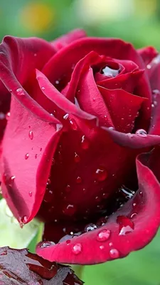 Роза в росе - фото в высоком разрешении